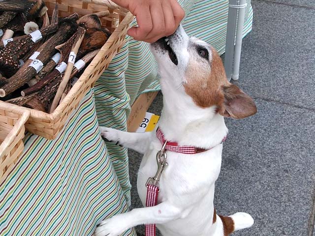 f:id:katekobe:20190603062617j:plain