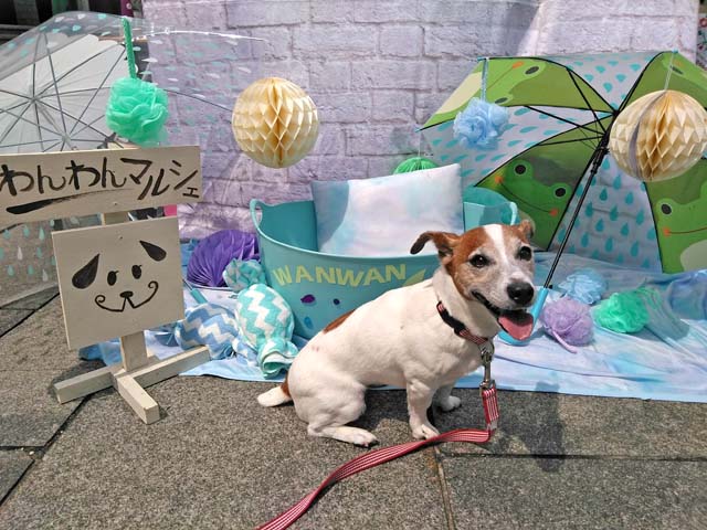 f:id:katekobe:20190603062733j:plain