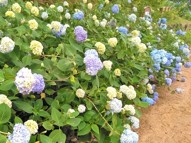 f:id:katekobe:20190618092851j:plain