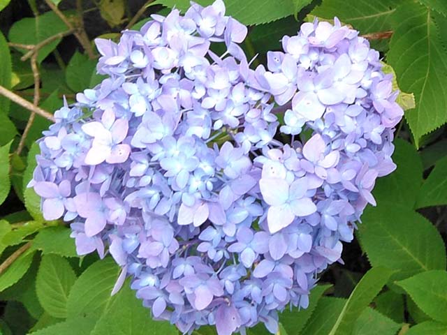 f:id:katekobe:20190618093258j:plain