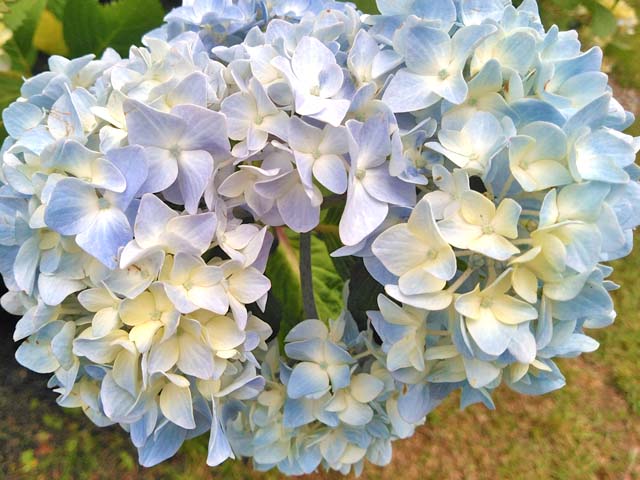f:id:katekobe:20190618093311j:plain