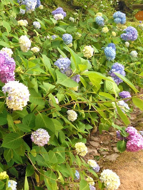 f:id:katekobe:20190618093338j:plain