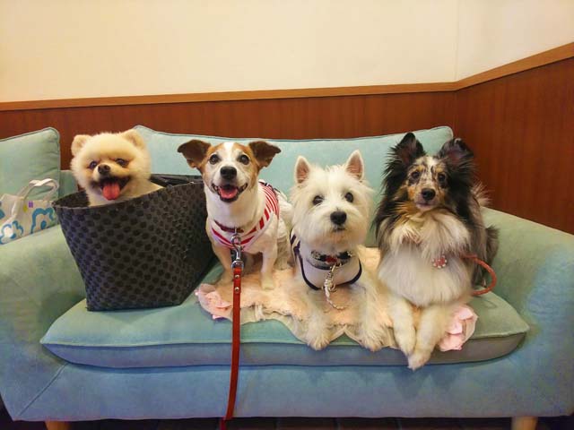 f:id:katekobe:20190628105035j:plain
