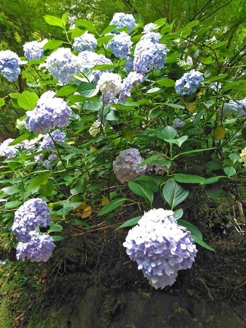f:id:katekobe:20190630101146j:plain