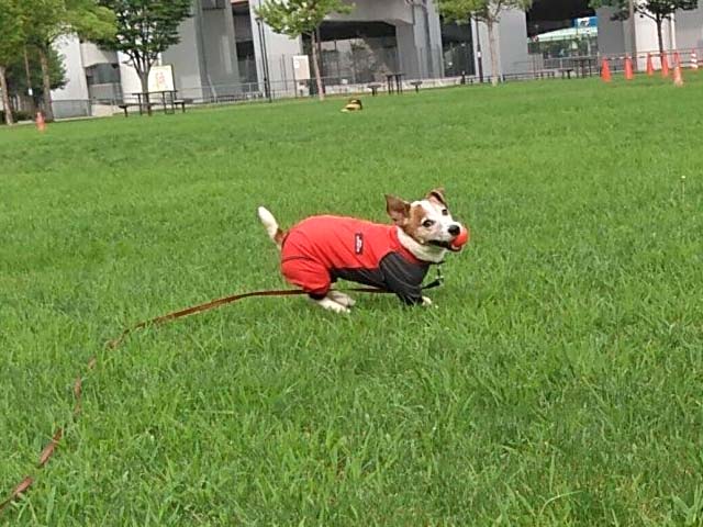 f:id:katekobe:20190703095011j:plain