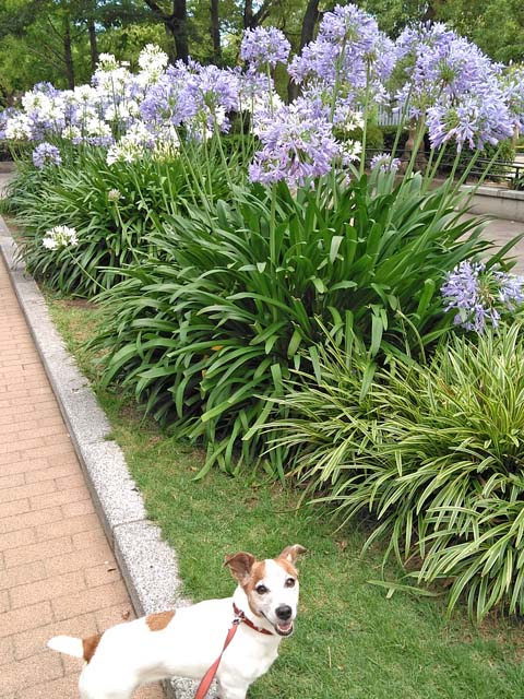 f:id:katekobe:20190707090942j:plain