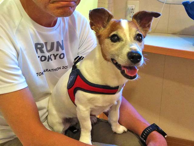f:id:katekobe:20190718091041j:plain f:id:katekobe:20190718091041j:plain