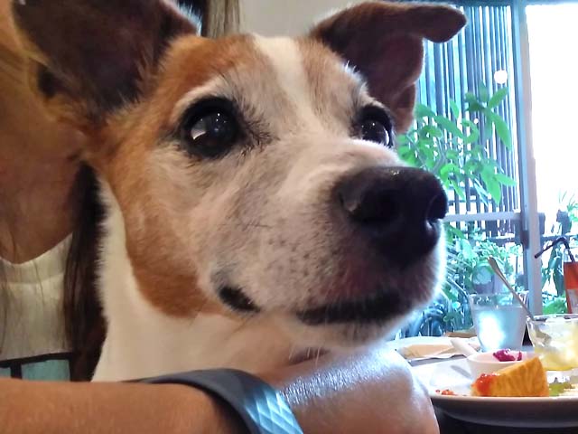 f:id:katekobe:20190822075347j:plain
