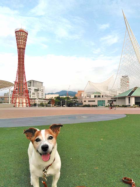 f:id:katekobe:20190824085618j:plain