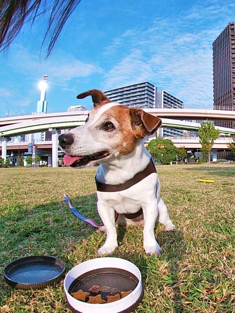 f:id:katekobe:20191003081711j:plain