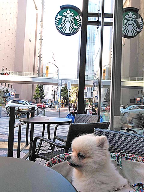 f:id:katekobe:20191110073308j:plain