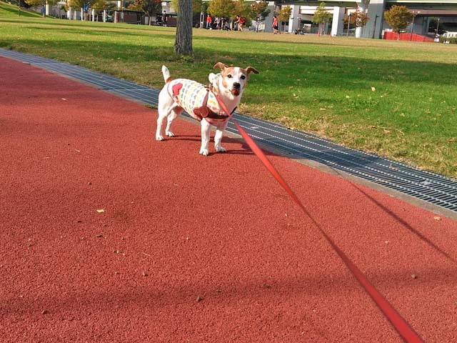 f:id:katekobe:20191114061238j:plain f:id:katekobe:20191114061238j:plain