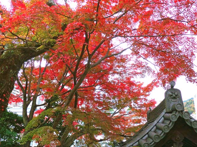 f:id:katekobe:20191125104745j:plain f:id:katekobe:20191125104745j:plain