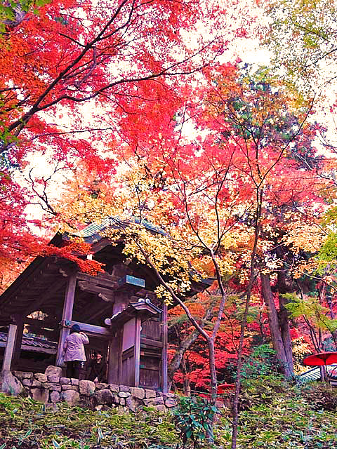 f:id:katekobe:20191125111149j:plain f:id:katekobe:20191125111149j:plain
