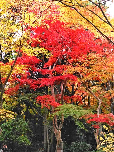 f:id:katekobe:20191125111159j:plain f:id:katekobe:20191125111159j:plain