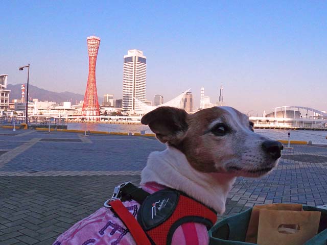 f:id:katekobe:20191213070046j:plain