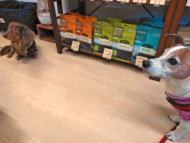 f:id:katekobe:20191218060434j:plain