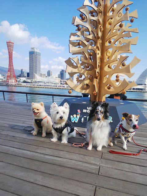 f:id:katekobe:20200105080755j:plain