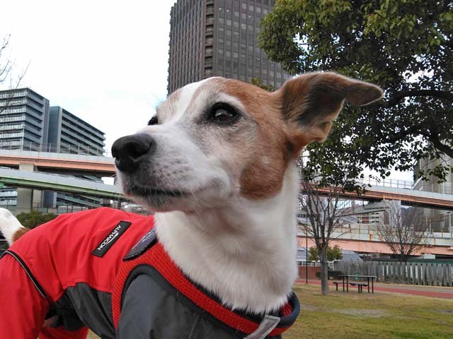 f:id:katekobe:20200109062548j:plain