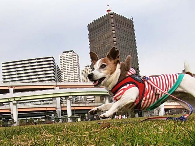 f:id:katekobe:20200115071124j:plain