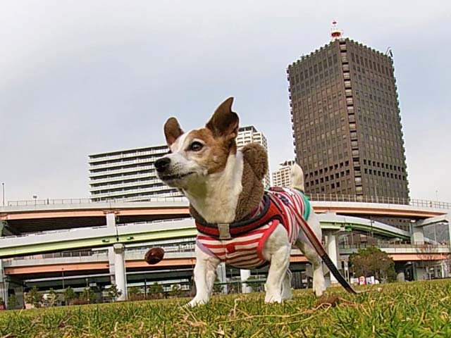 f:id:katekobe:20200115071559j:plain