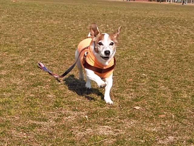 f:id:katekobe:20200210072958j:plain