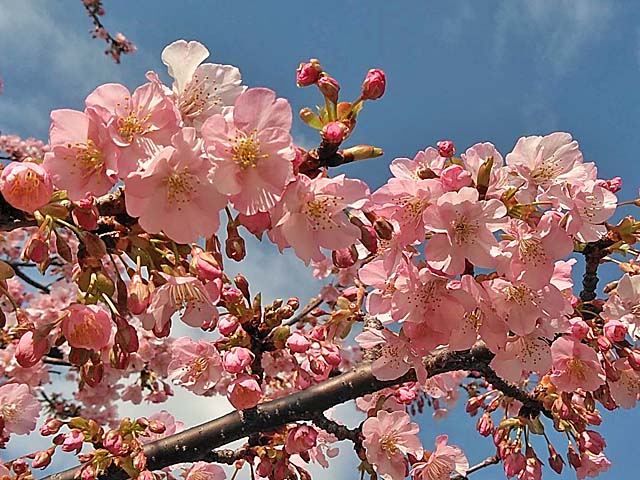 f:id:katekobe:20200224073600j:plain f:id:katekobe:20200224073600j:plain