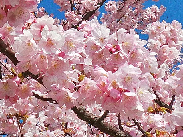 f:id:katekobe:20200225062657j:plain f:id:katekobe:20200225062657j:plain