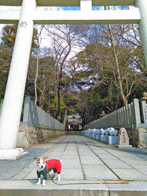 f:id:katekobe:20200301102931j:plain