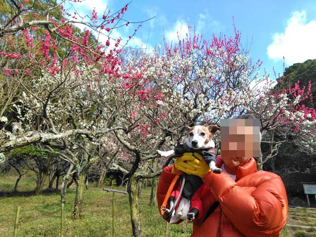 f:id:katekobe:20200301104118j:plain