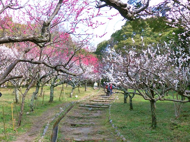 f:id:katekobe:20200302061345j:plain