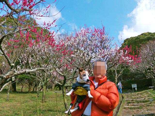 f:id:katekobe:20200302061957j:plain