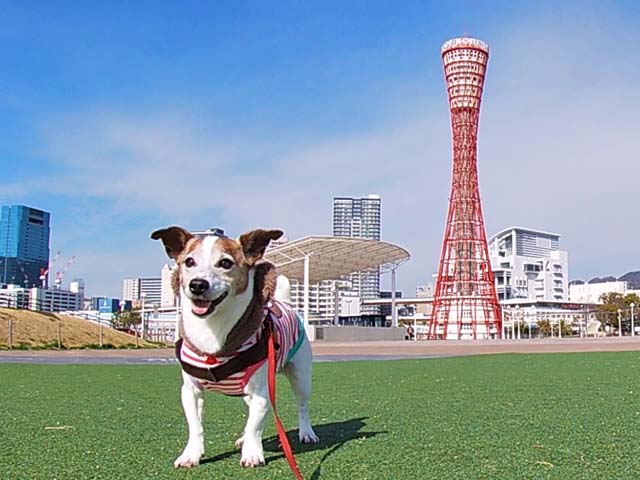 f:id:katekobe:20200313055200j:plain