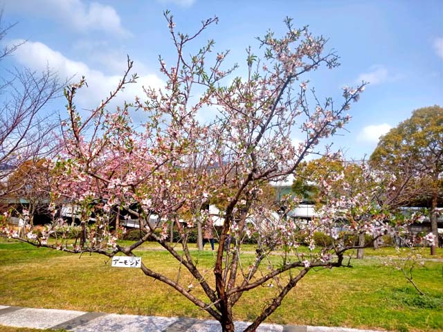 f:id:katekobe:20200315102030j:plain