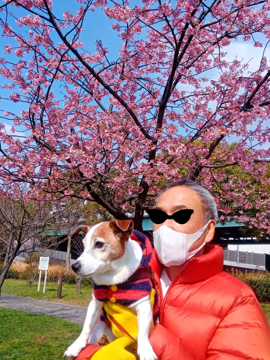 f:id:katekobe:20200315102233j:plain