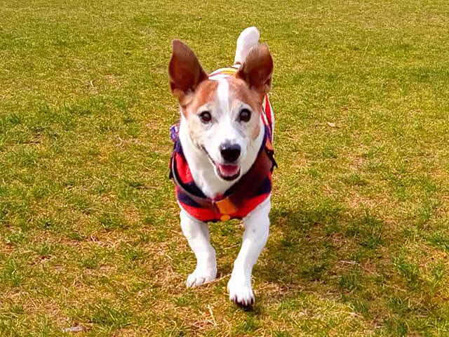 f:id:katekobe:20200317052357j:plain