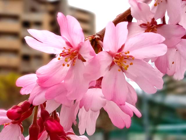 f:id:katekobe:20200329062004j:plain