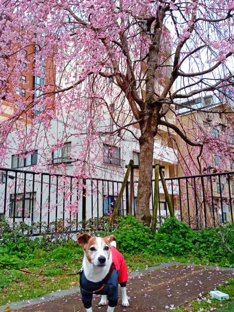f:id:katekobe:20200329062031j:plain