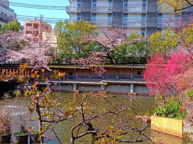 f:id:katekobe:20200330065549j:plain