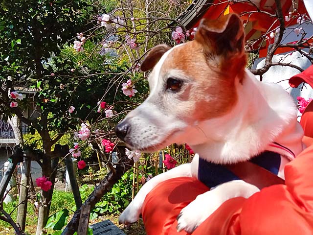 f:id:katekobe:20200330065638j:plain