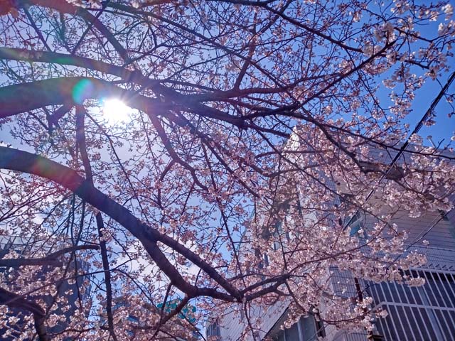 f:id:katekobe:20200330070047j:plain