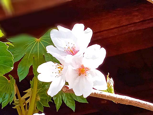 f:id:katekobe:20200330070056j:plain
