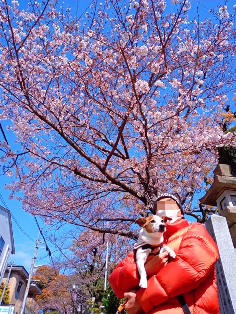 f:id:katekobe:20200330070139j:plain