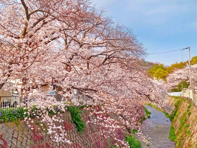 f:id:katekobe:20200405112611j:plain
