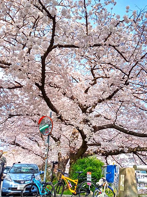 f:id:katekobe:20200405112655j:plain