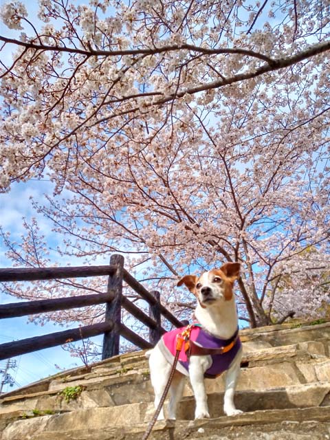 f:id:katekobe:20200405112755j:plain