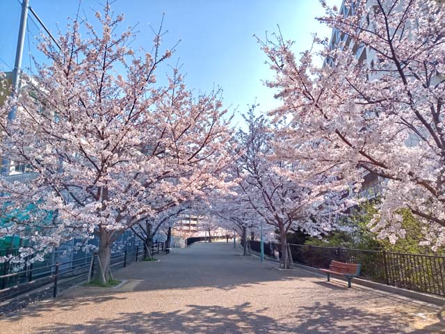 f:id:katekobe:20200406061943j:plain