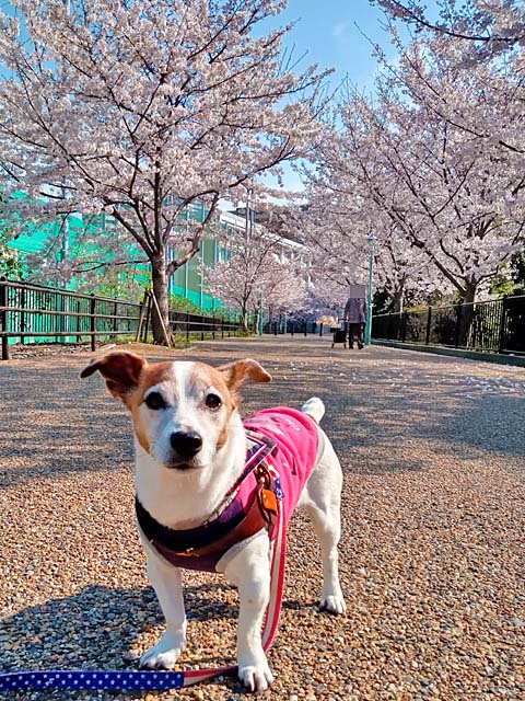 f:id:katekobe:20200406062029j:plain