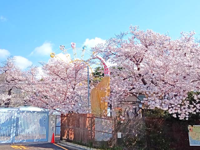 f:id:katekobe:20200406062233j:plain