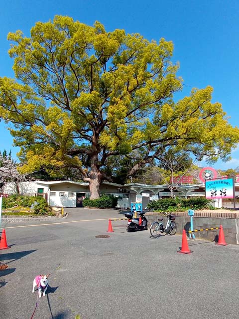 f:id:katekobe:20200406062426j:plain